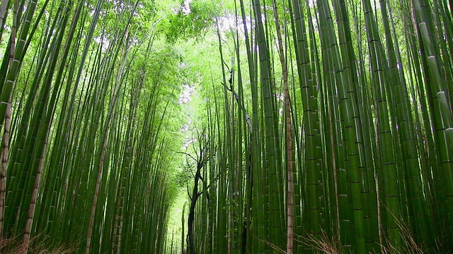 Walking through a magnificent bamboo forest.